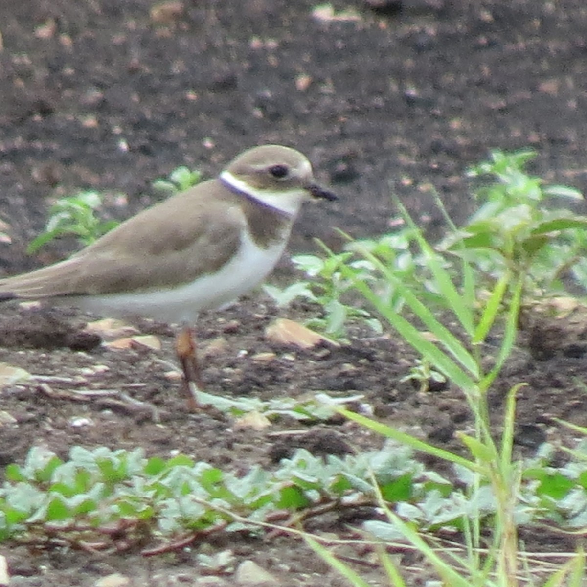 Common Ringed Plover - ML643230315