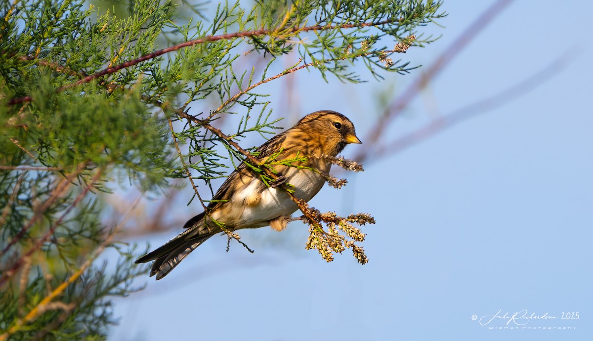 Redpoll (Lesser) - ML643230317