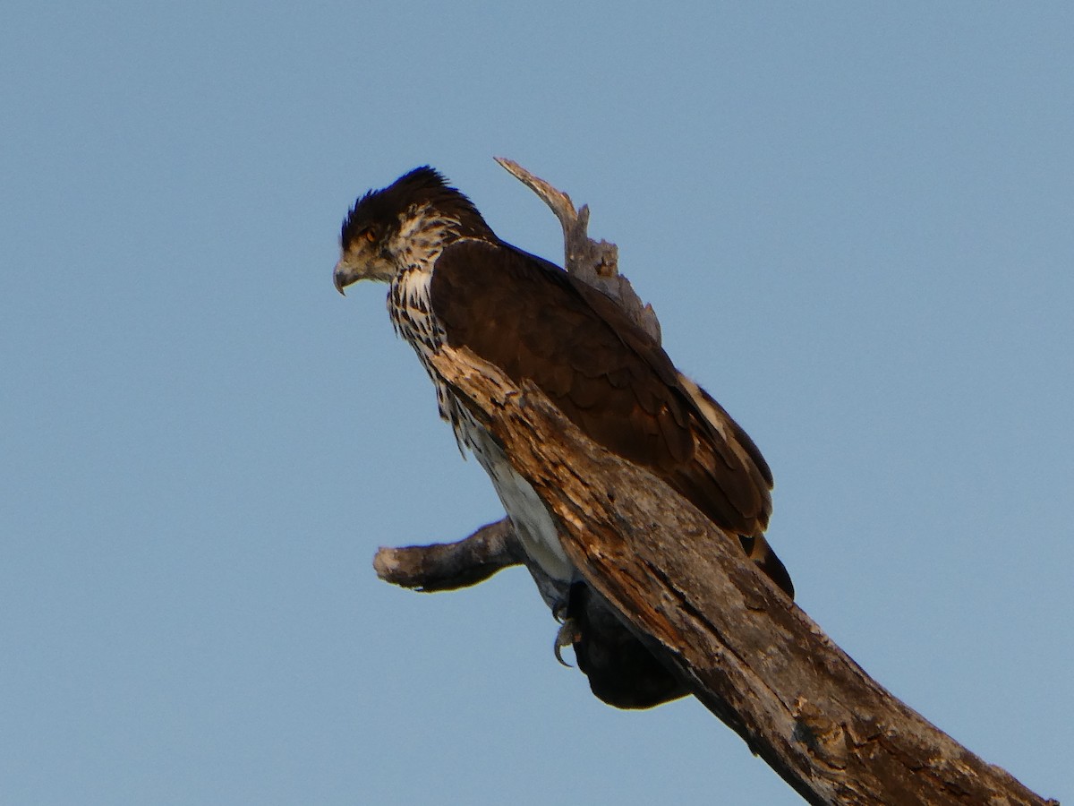 afrikahaukørn - ML643230319