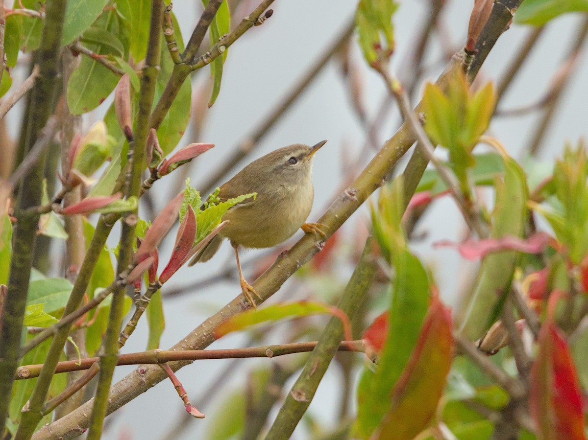 Yellowish-bellied Bush Warbler - ML643230326