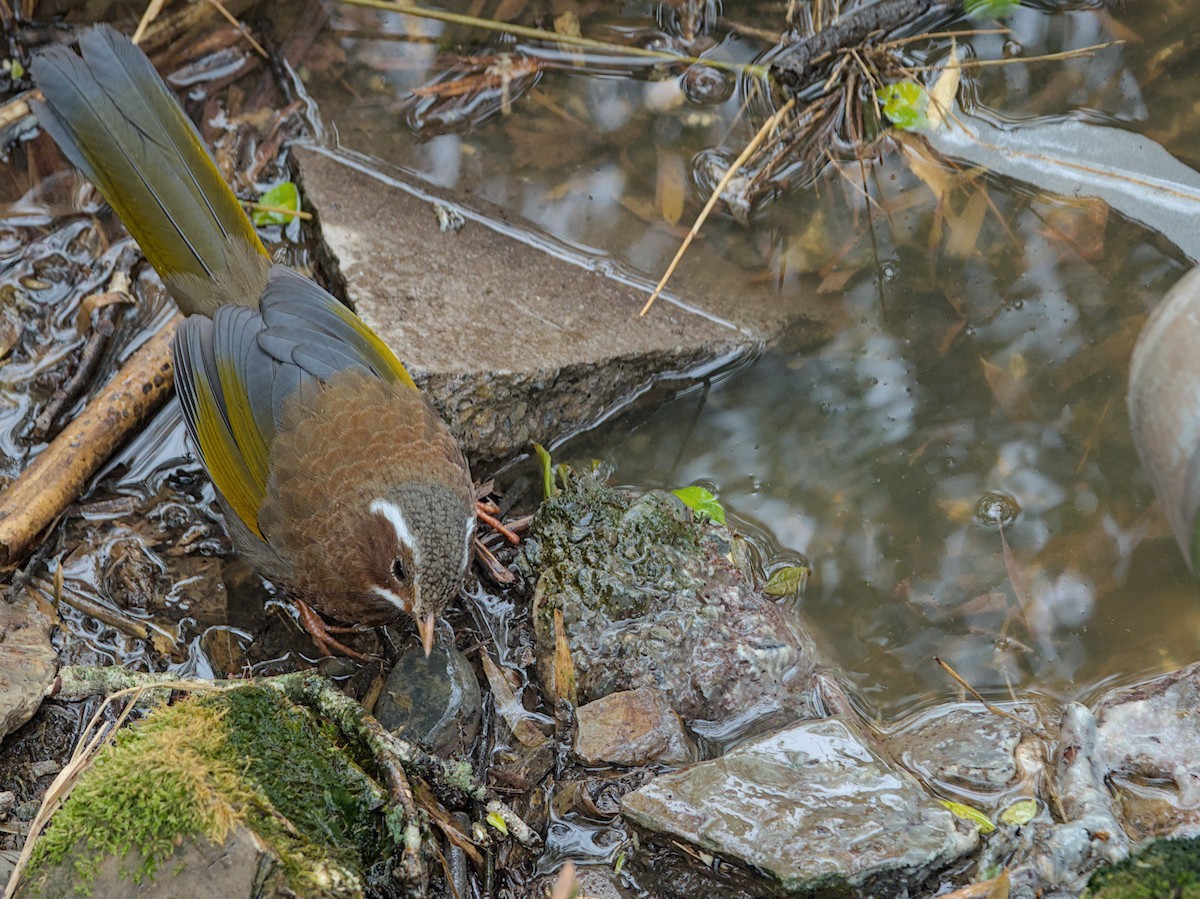 Garrulaxe du Morrison - ML643230328