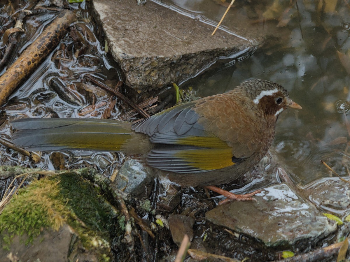 Garrulaxe du Morrison - ML643230330