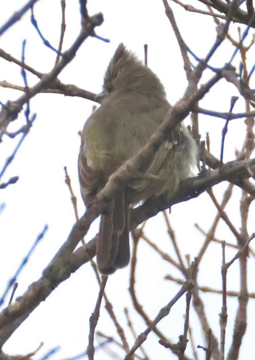 Plain-crested Elaenia - ML643230334