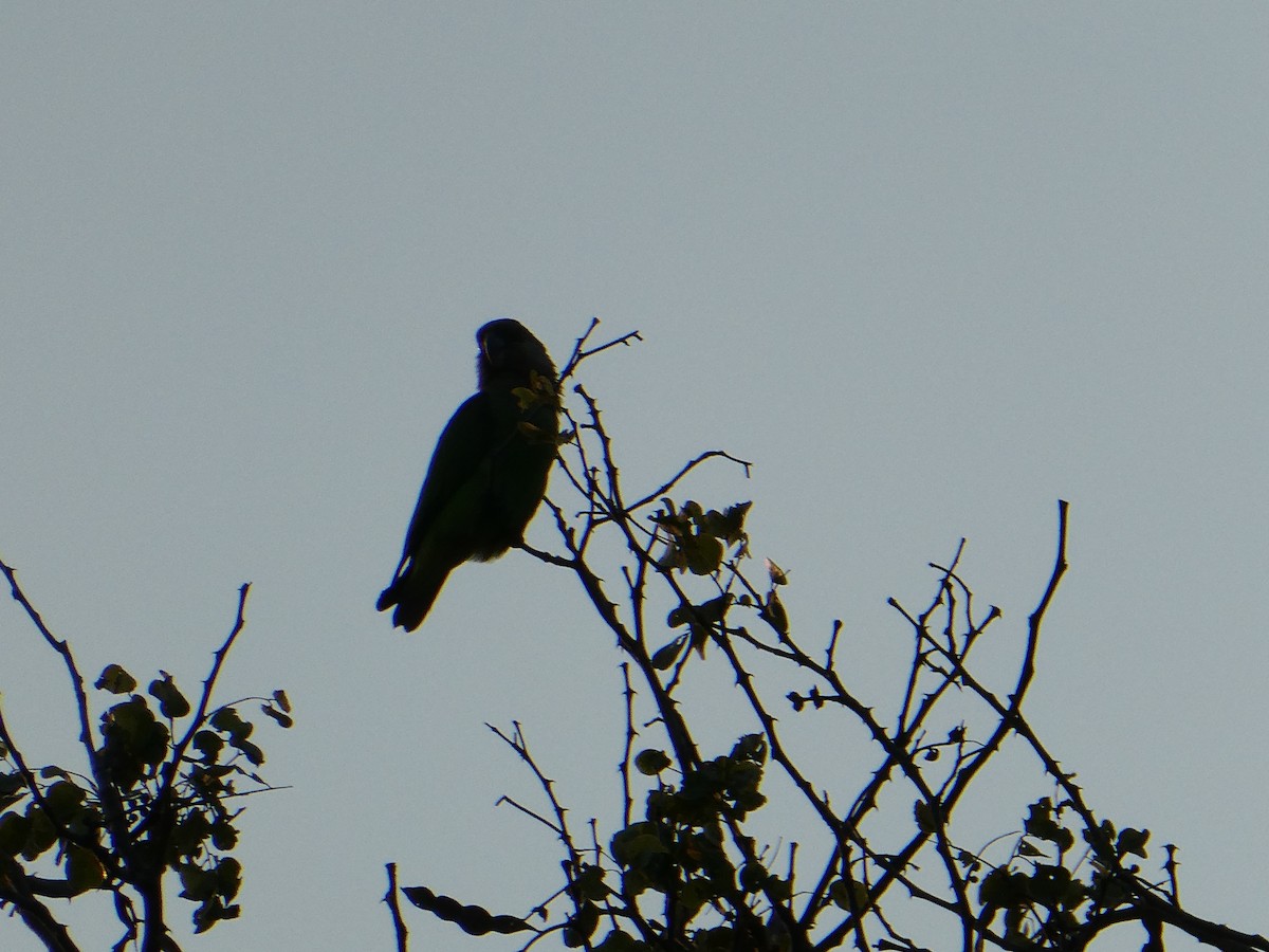 Brown-headed Parrot - ML643230338