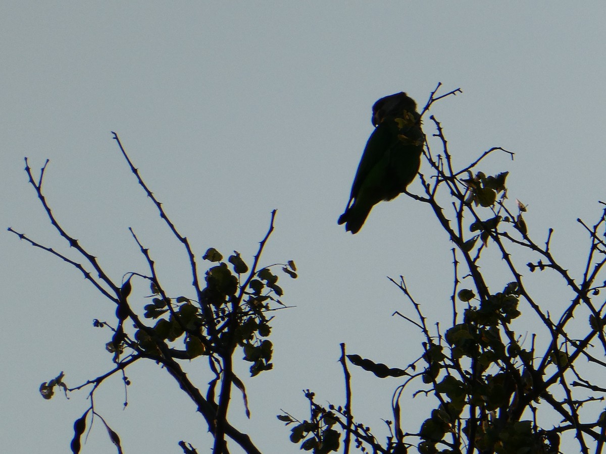 Brown-headed Parrot - ML643230339
