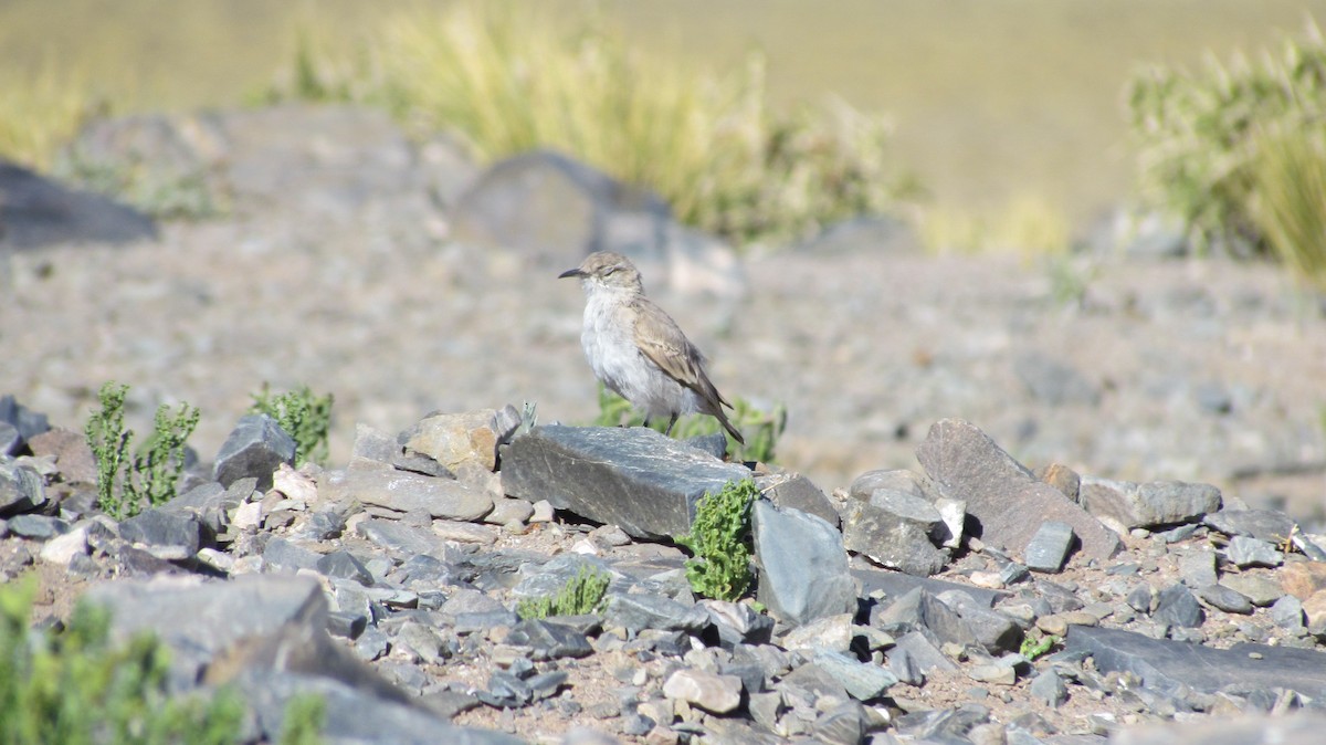 Puna Miner - ML643230358