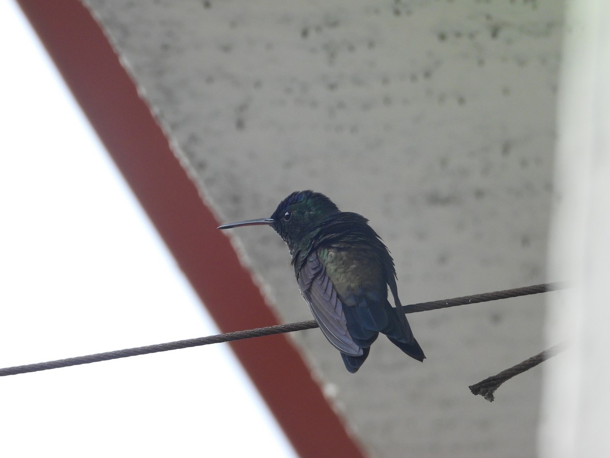 Indigo-capped Hummingbird - ML643230360