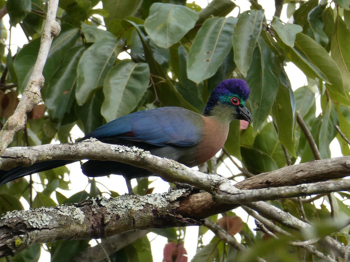 Purple-crested Turaco - ML643230361