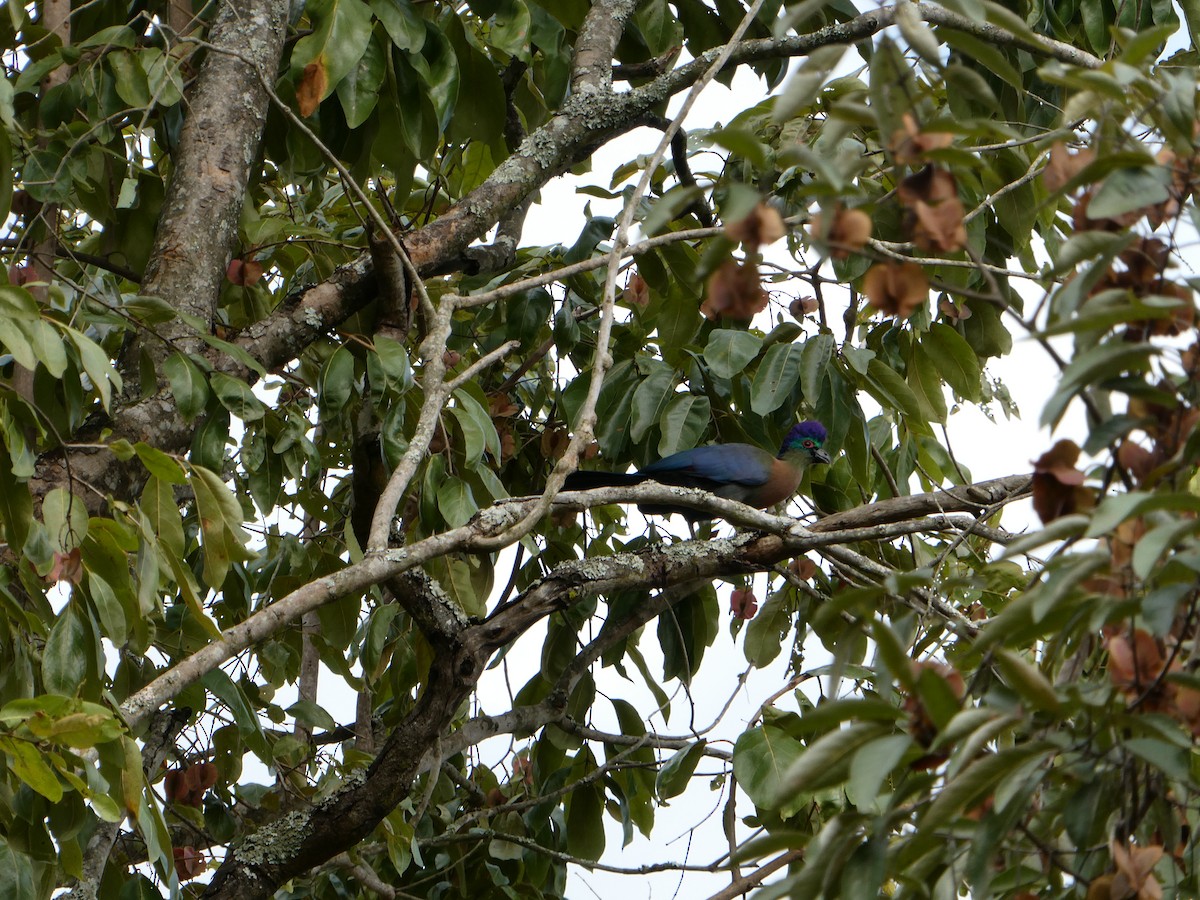 Purple-crested Turaco - ML643230362