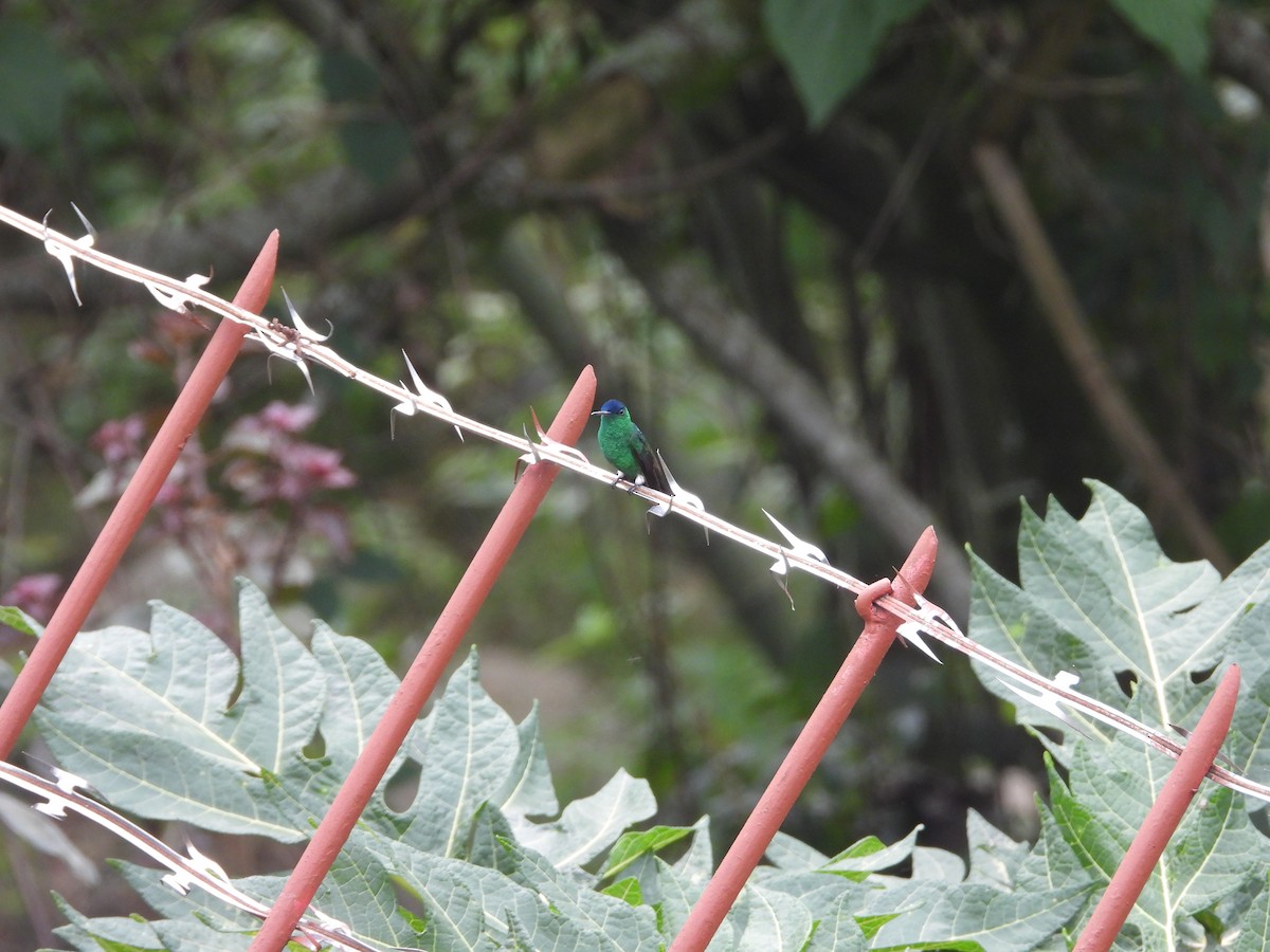 Indigo-capped Hummingbird - ML643230363