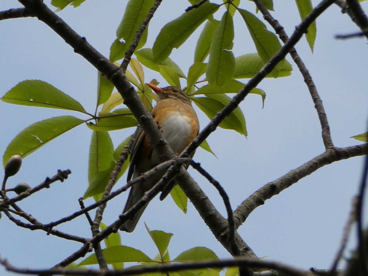 Kurrichane Thrush - ML643230364