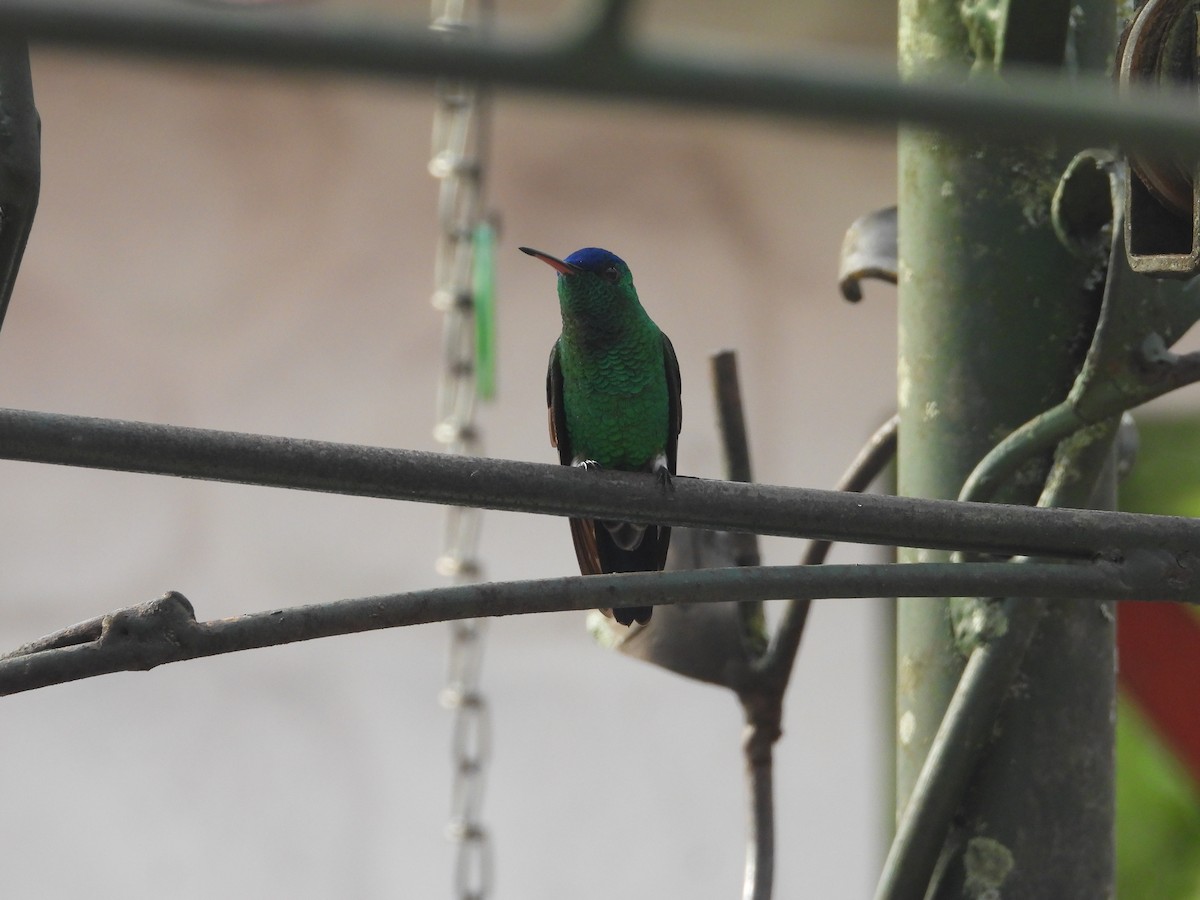 Indigo-capped Hummingbird - ML643230366