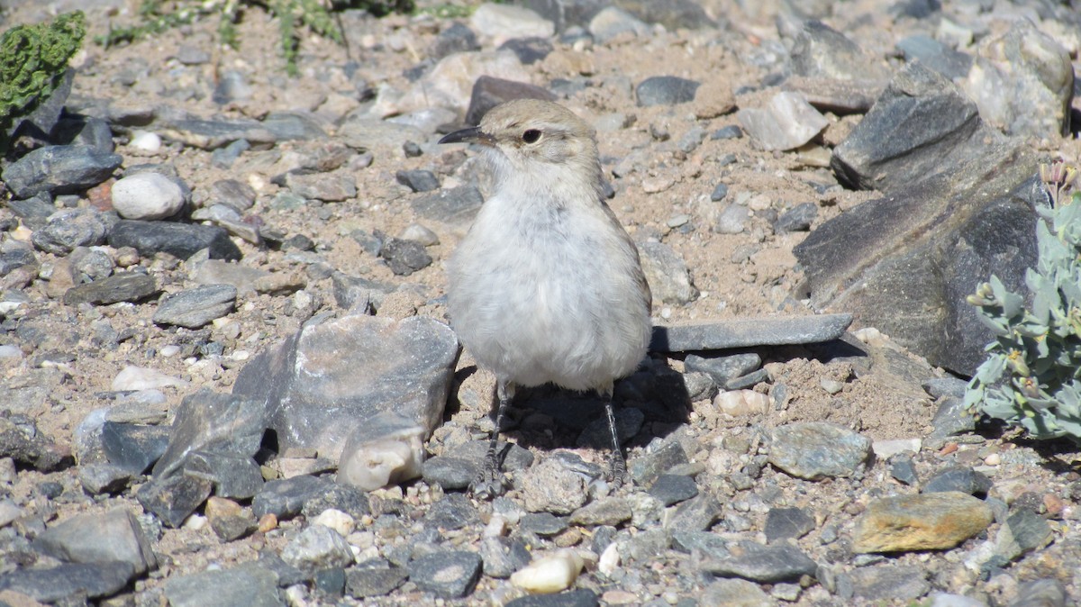 Puna Miner - ML643230373