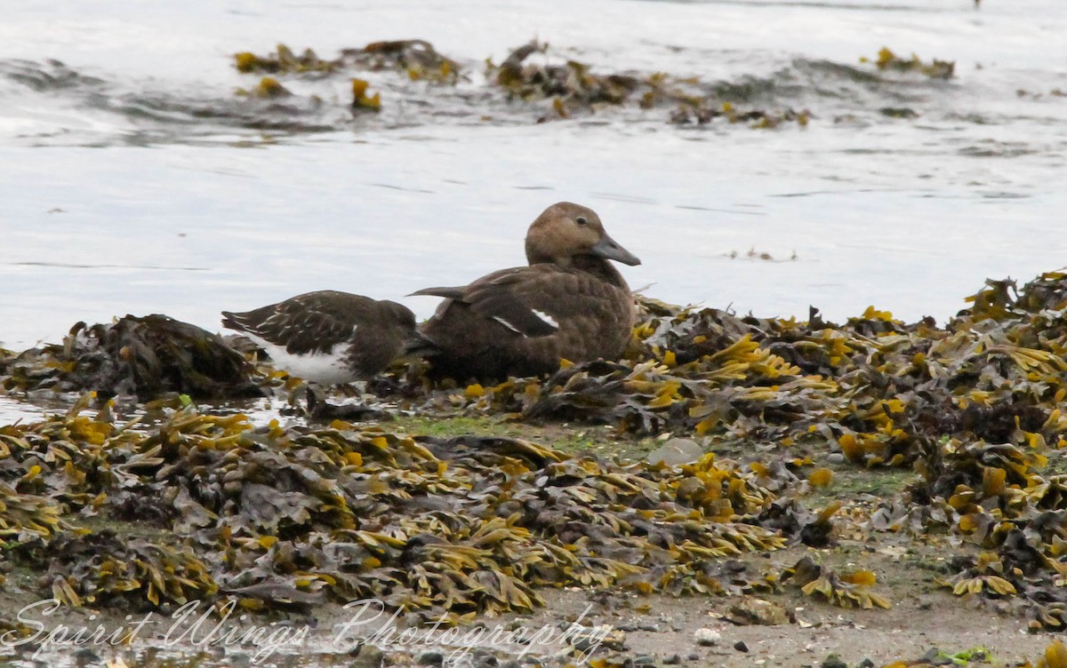 Steller's Eider - ML643230374