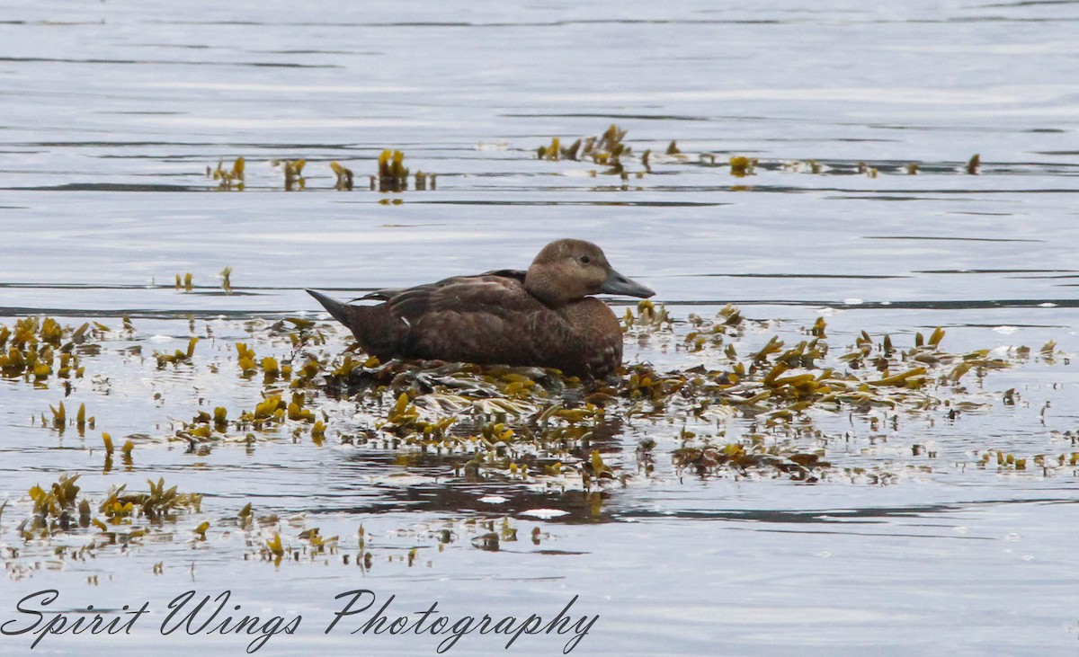 Steller's Eider - ML643230378