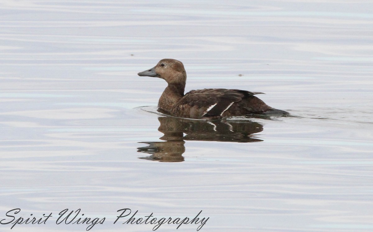 Steller's Eider - ML643230381