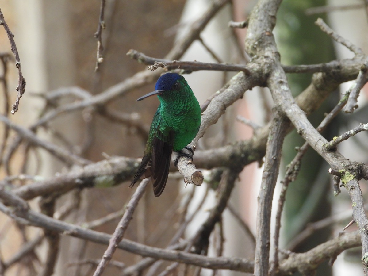Indigo-capped Hummingbird - ML643230383