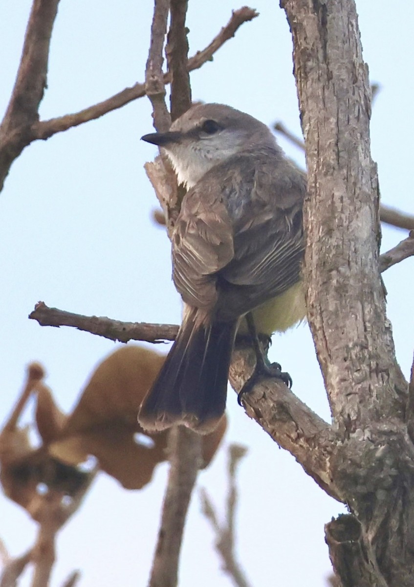 Çapada Tiranuleti - ML643230391