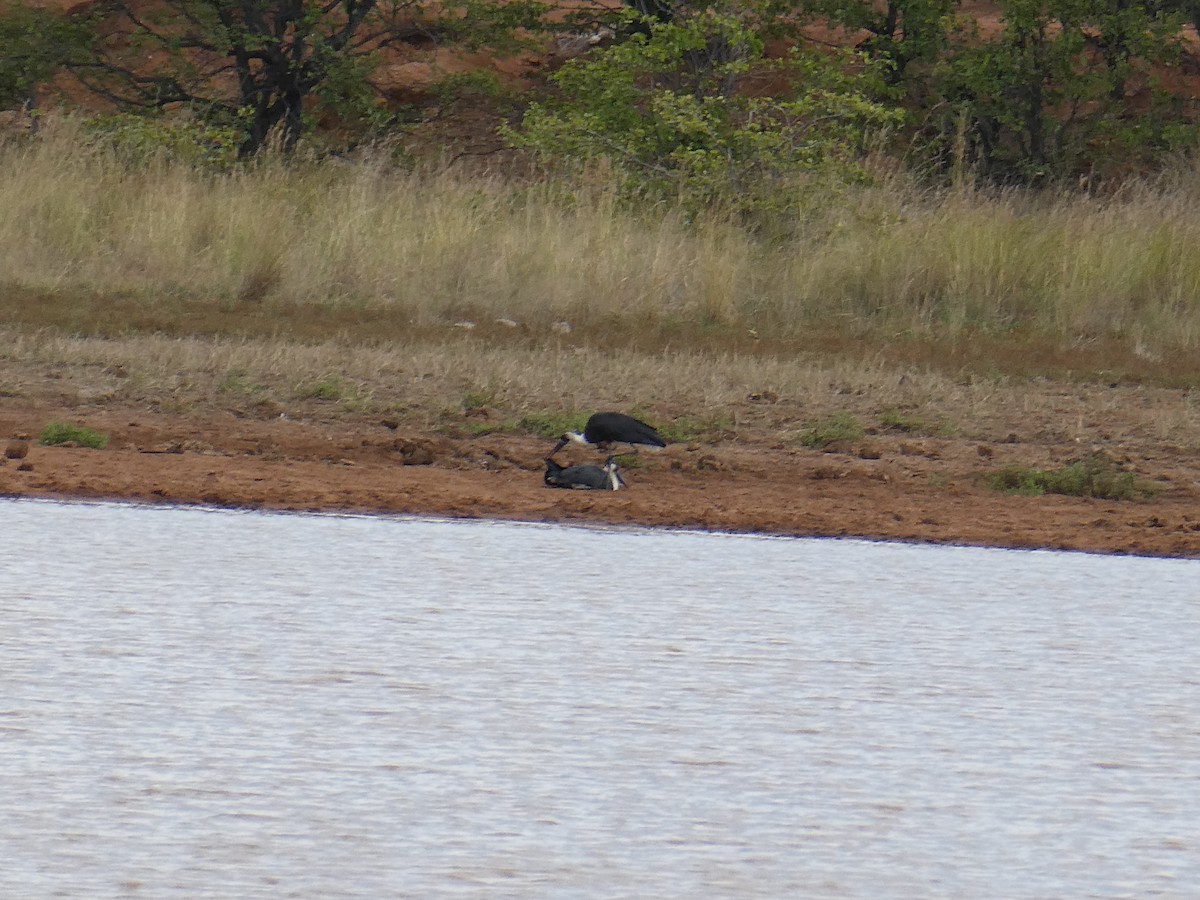 African Woolly-necked Stork - ML643230396
