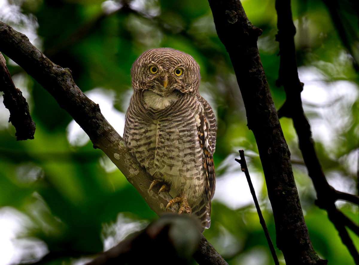 Jungle Owlet - ML643230397