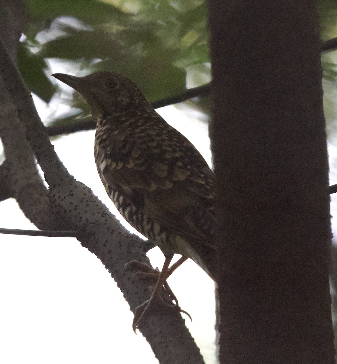White's Thrush - ML643230398