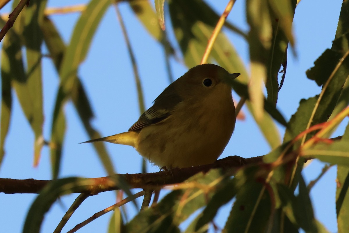 Northern Yellow Warbler - ML643230413