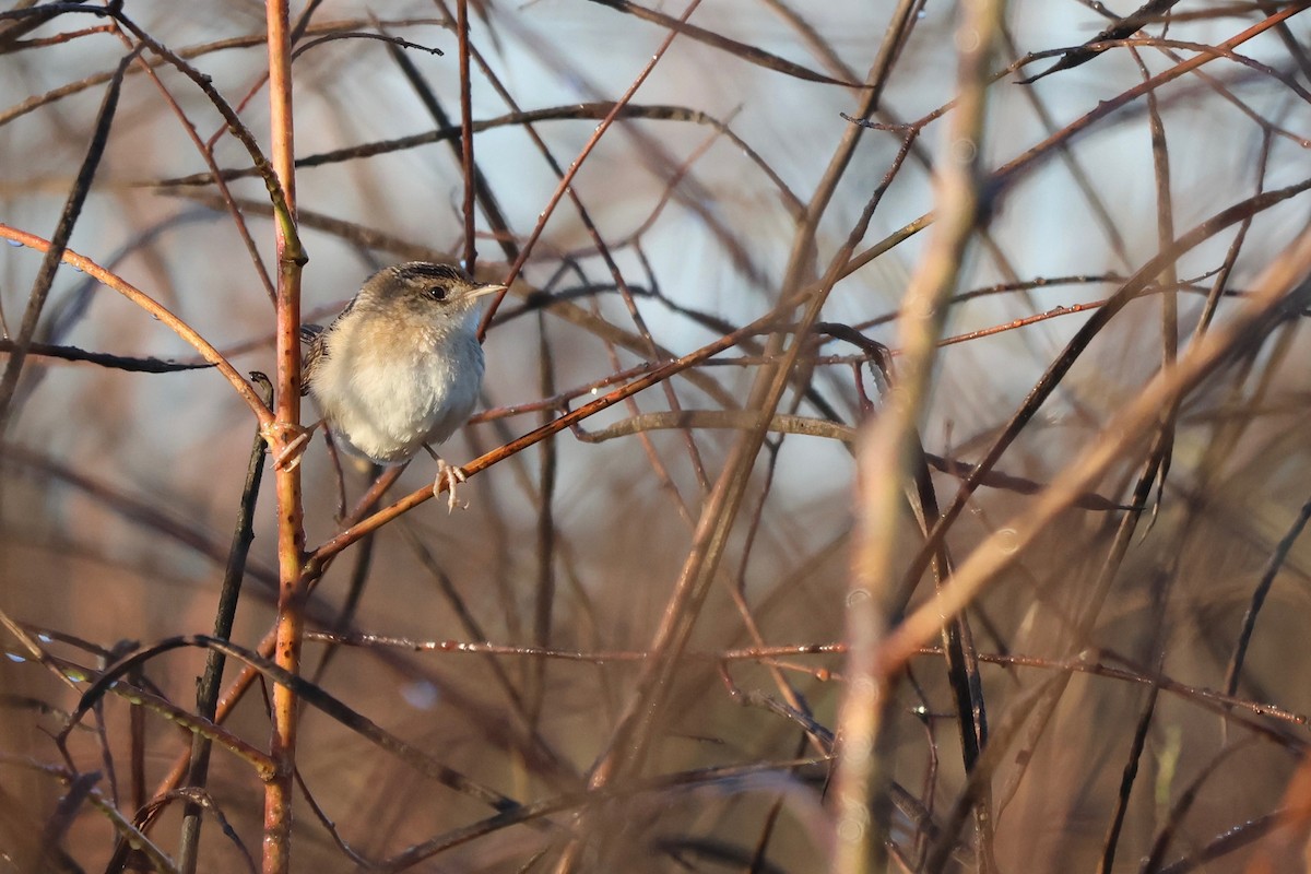 Sedge Wren - ML643230434