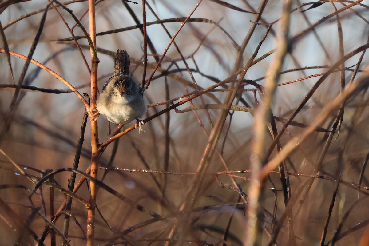 Sedge Wren - ML643230435