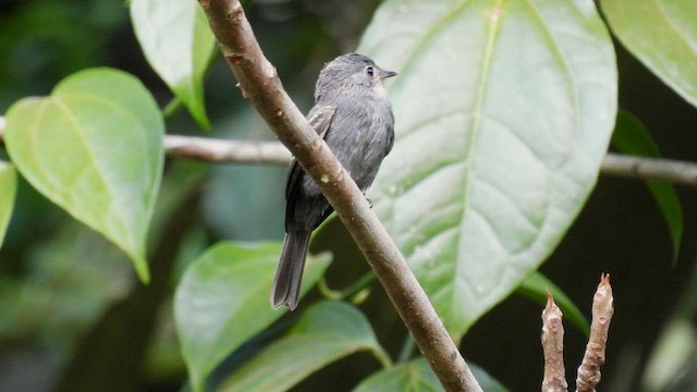 White-throated Pewee - ML643230448