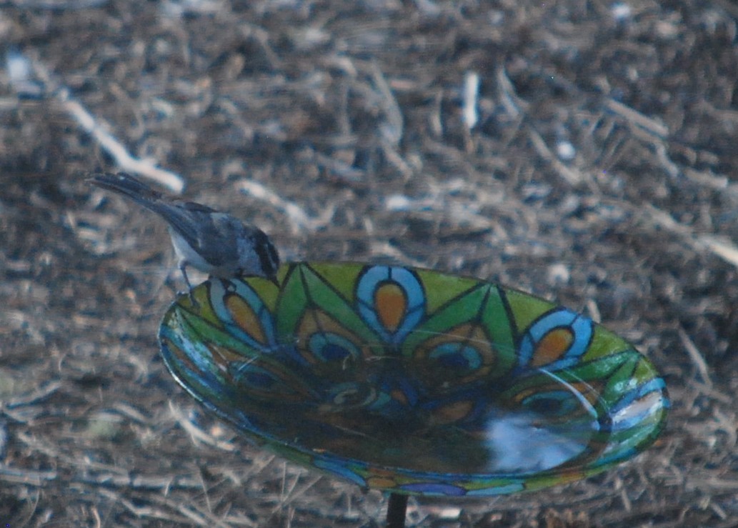 sýkora horská - ML643230464