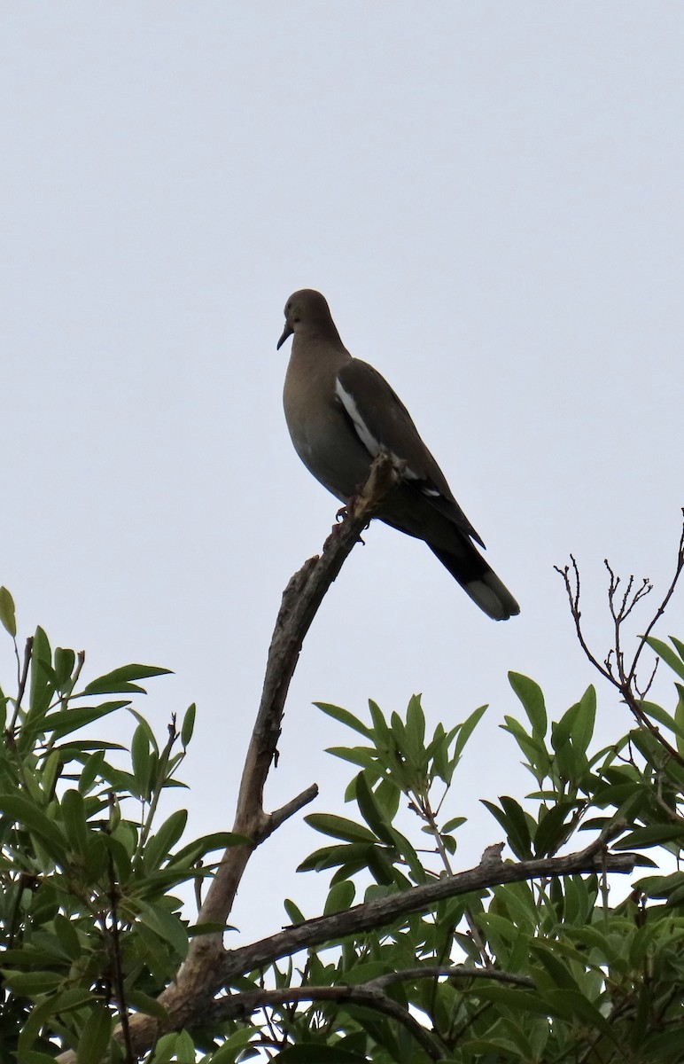 ハジロバト - ML643230470
