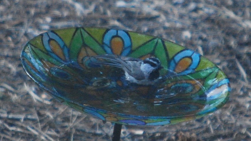 sýkora horská - ML643230471