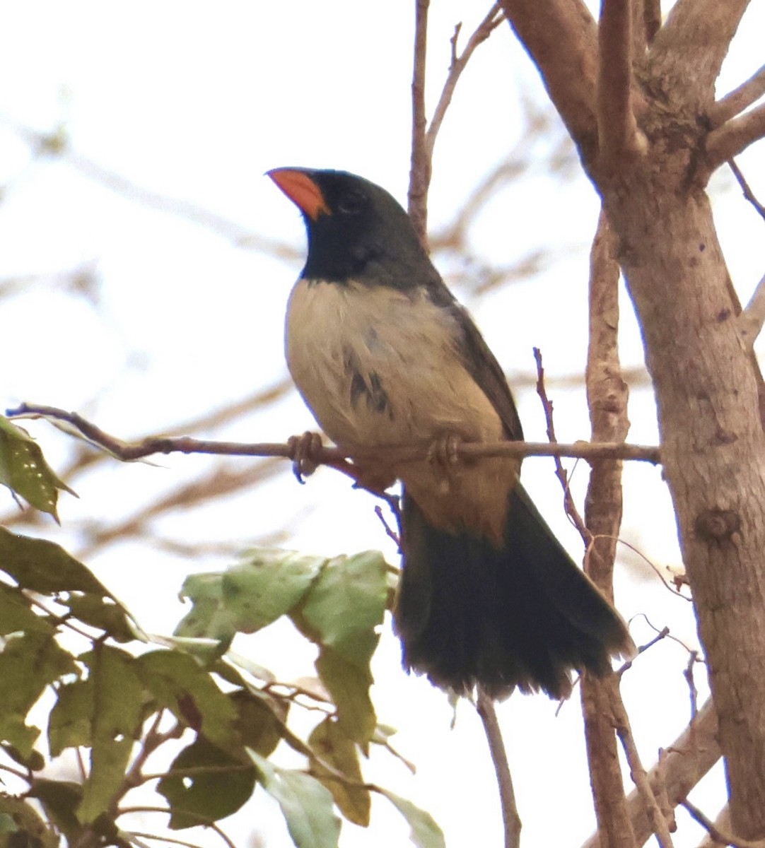 Black-throated Saltator - ML643230530
