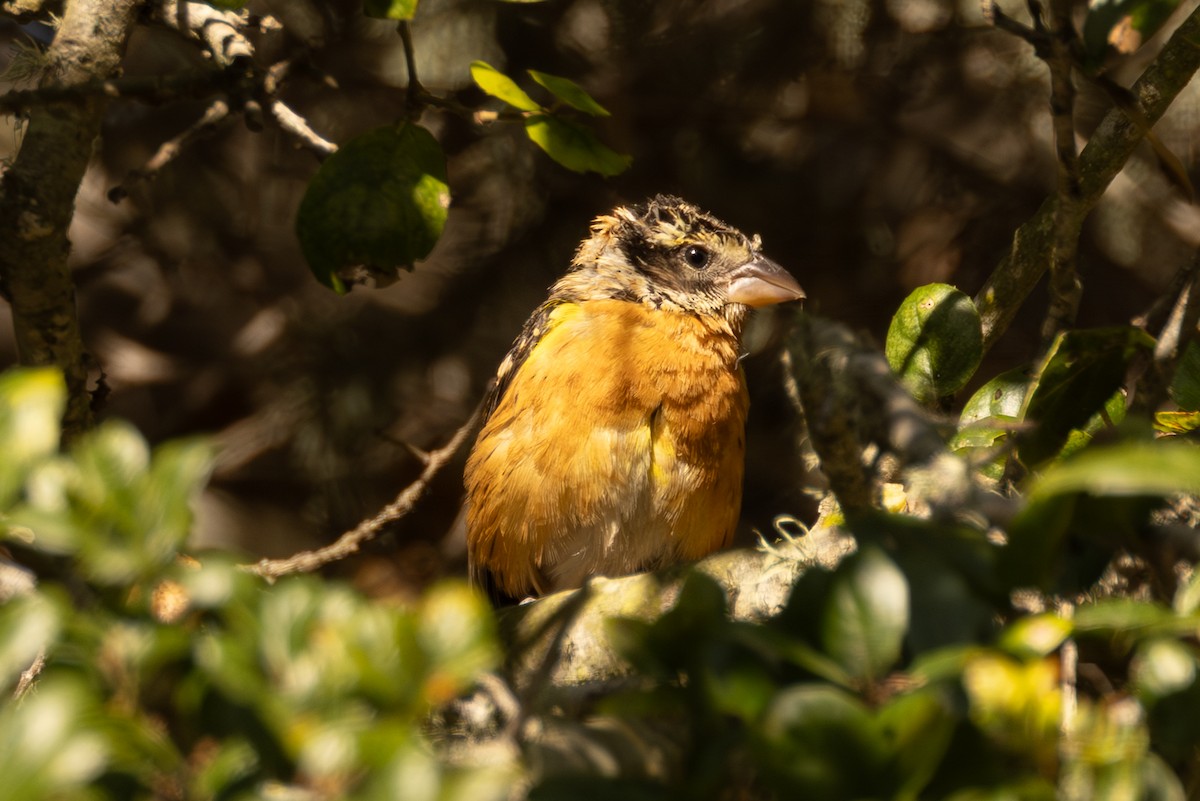 Black-headed Grosbeak - ML643230534