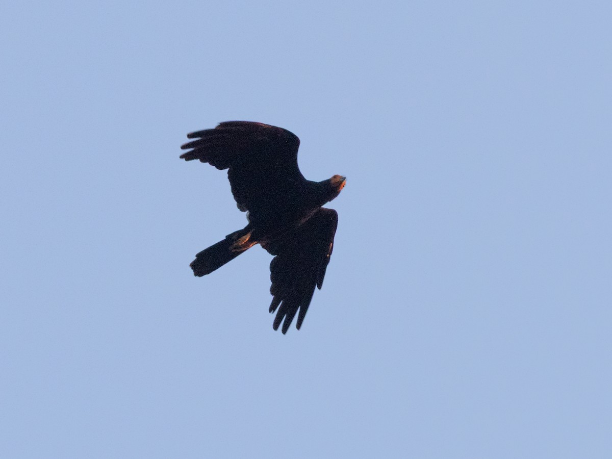 Black Caracara - ML643230537