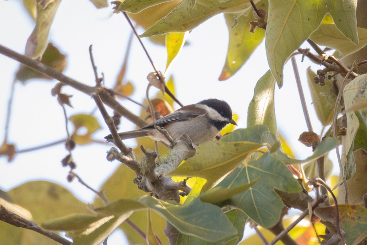 Chestnut-backed Chickadee - ML643230539