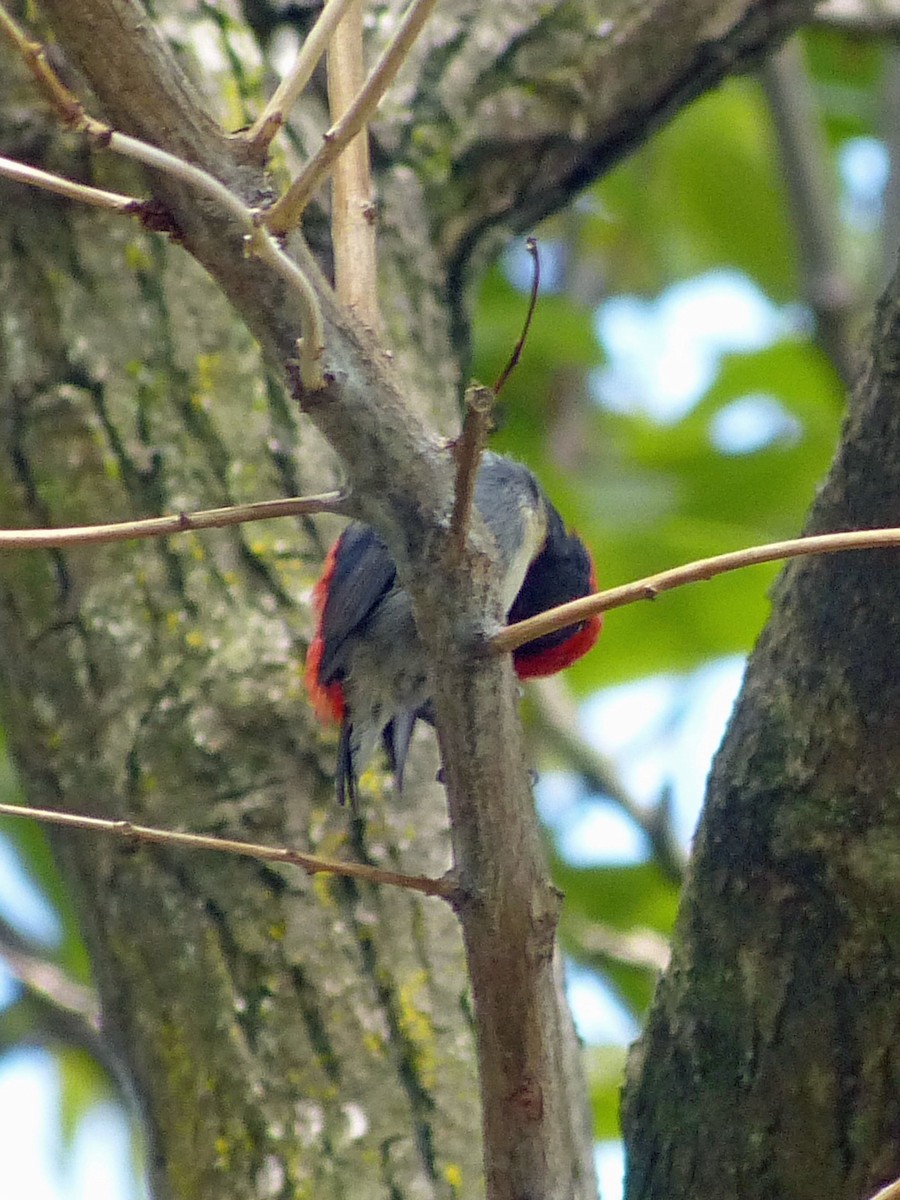 Scarlet-backed Flowerpecker - ML643230541
