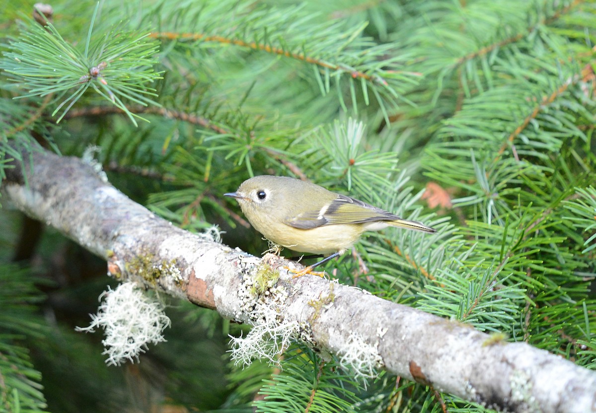 Ruby-crowned Kinglet - ML643230547