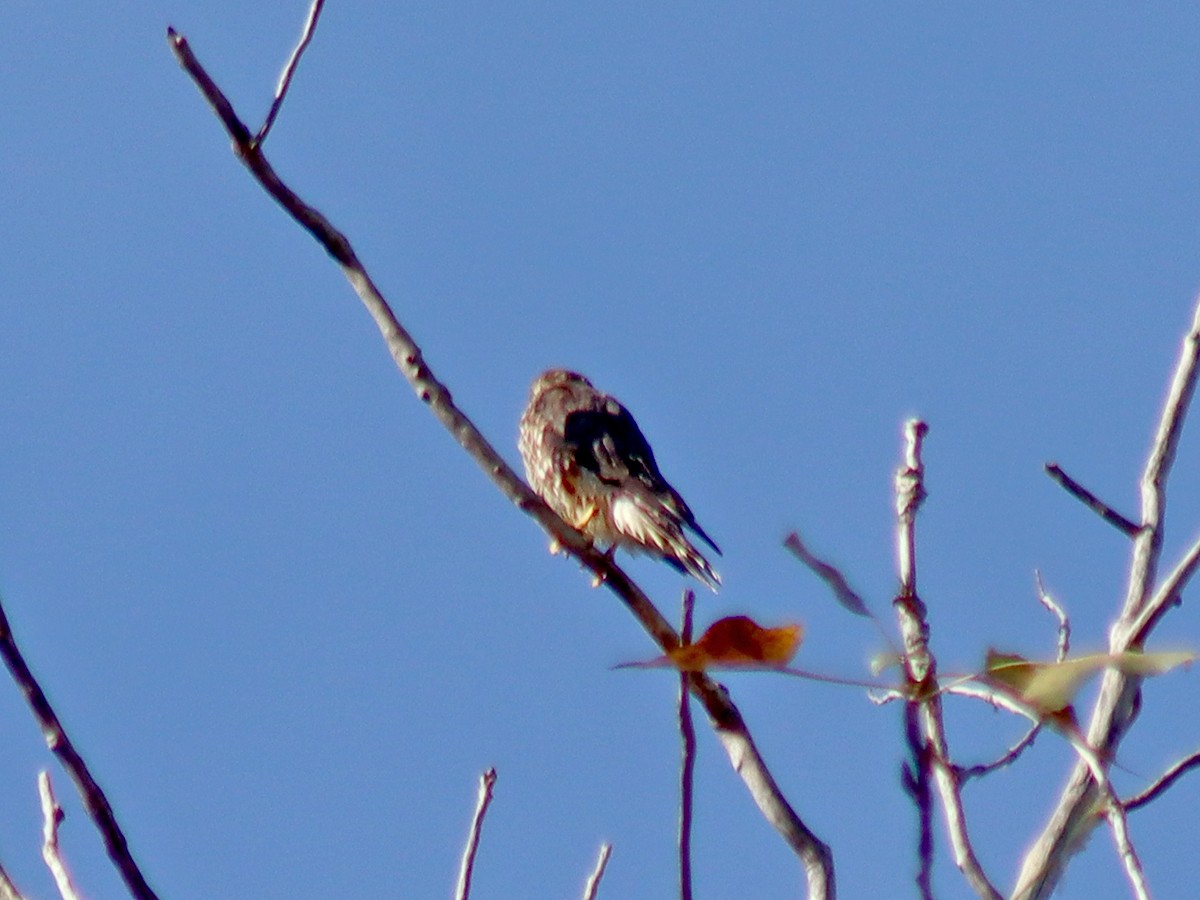 Merlin - ML643230557