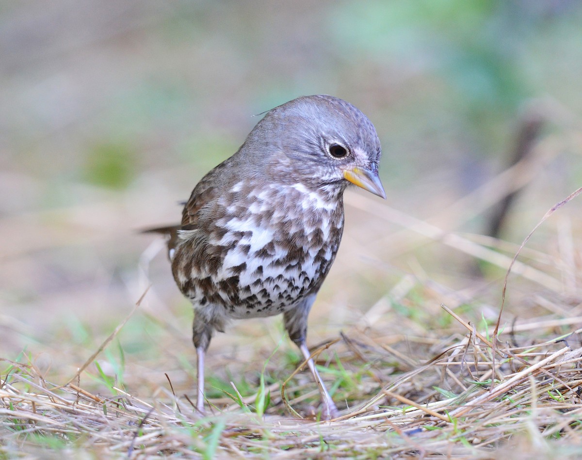 Fox Sparrow - ML643230558