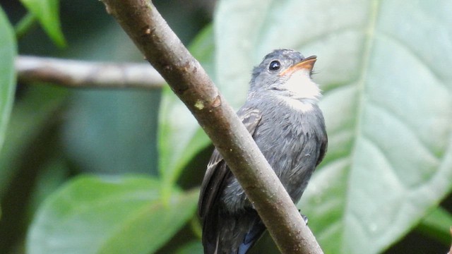White-throated Pewee - ML643230563