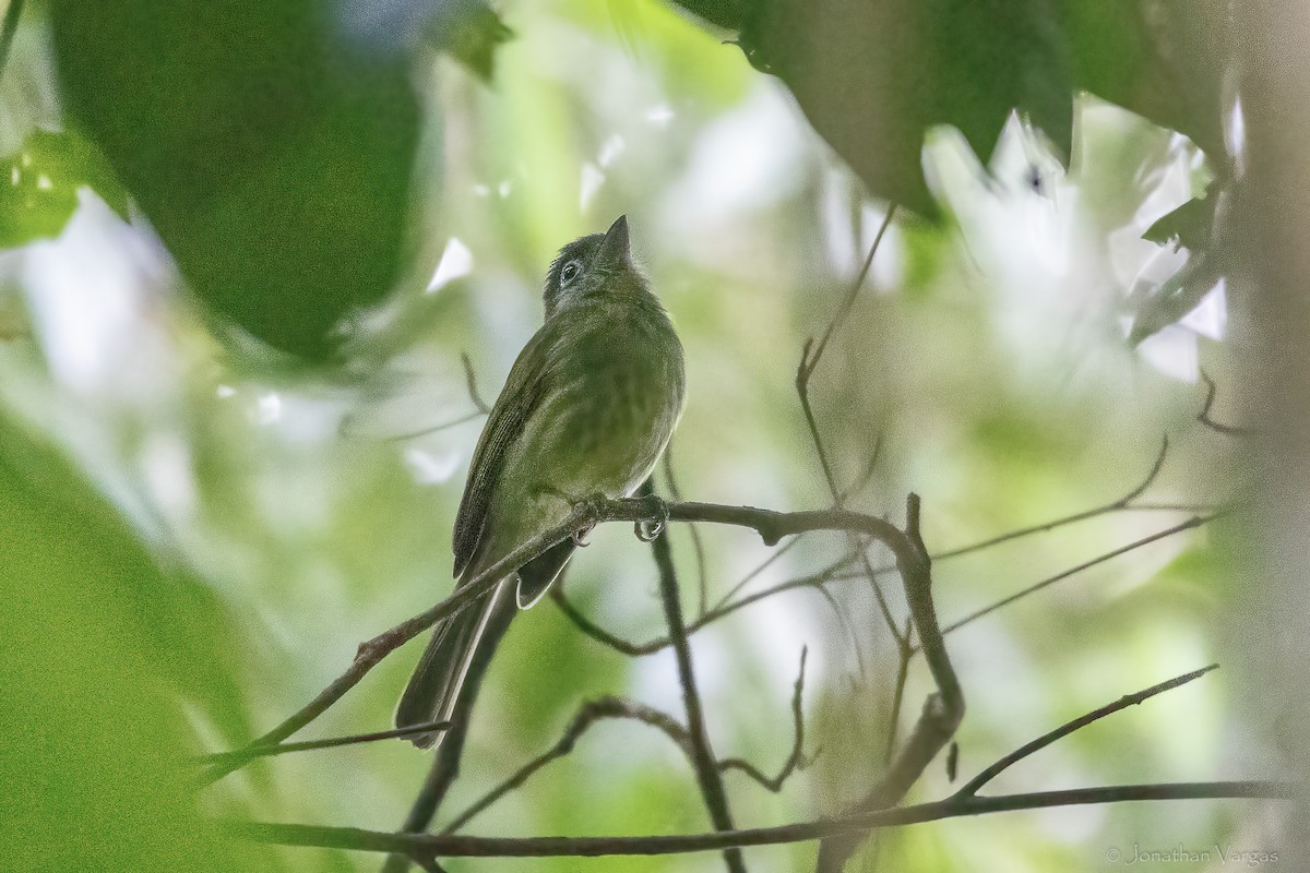 Eye-ringed Flatbill - ML643230566