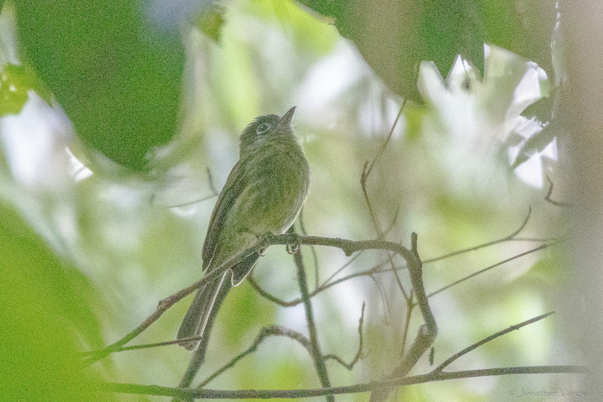 Eye-ringed Flatbill - ML643230567