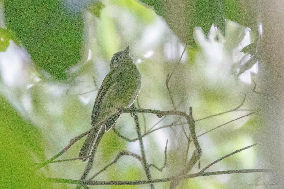 Eye-ringed Flatbill - ML643230570