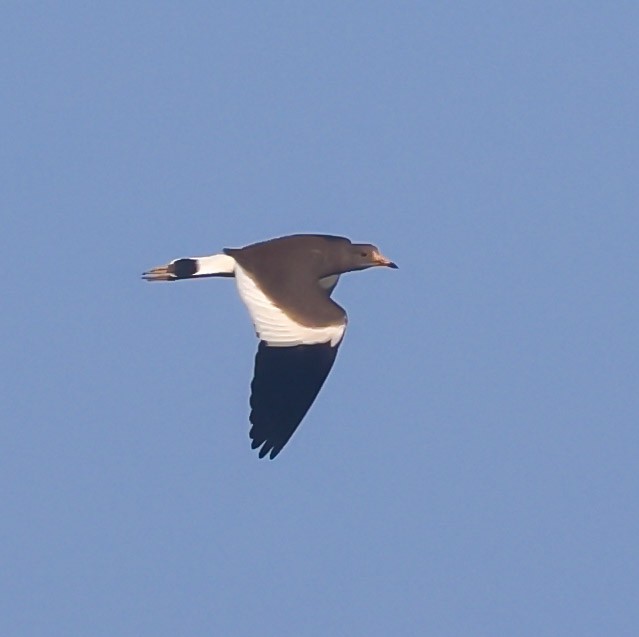 lapwing sp. - ML643230572