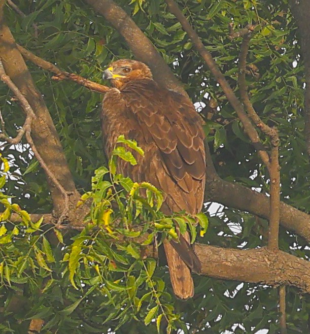 Bonelli's Eagle - ML643230592