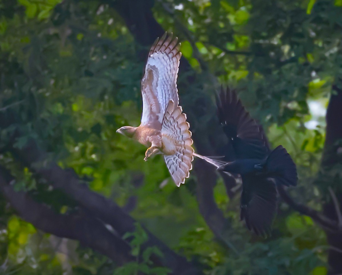 Oriental Honey-buzzard - ML643230594