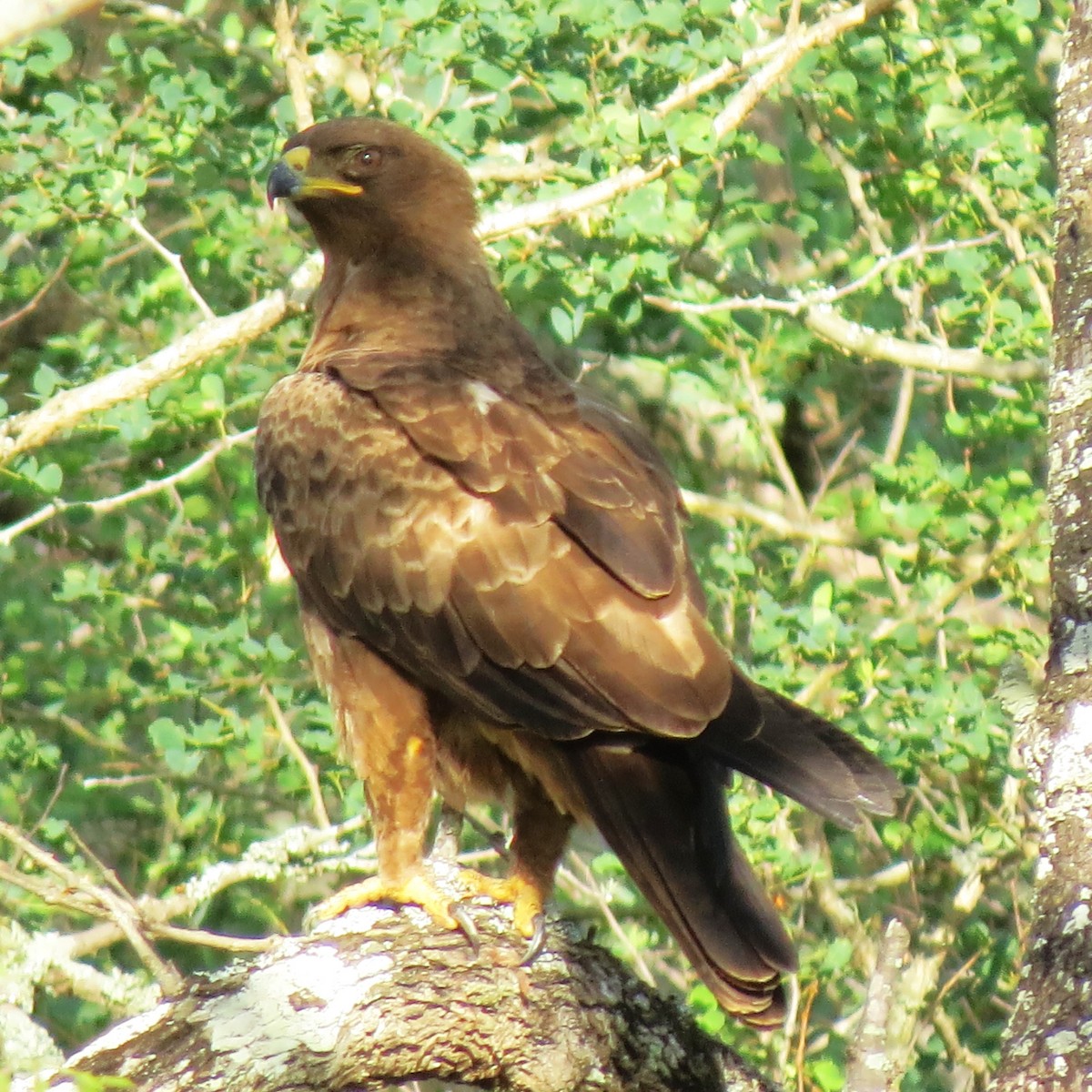 Águila de Wahlberg - ML643230595