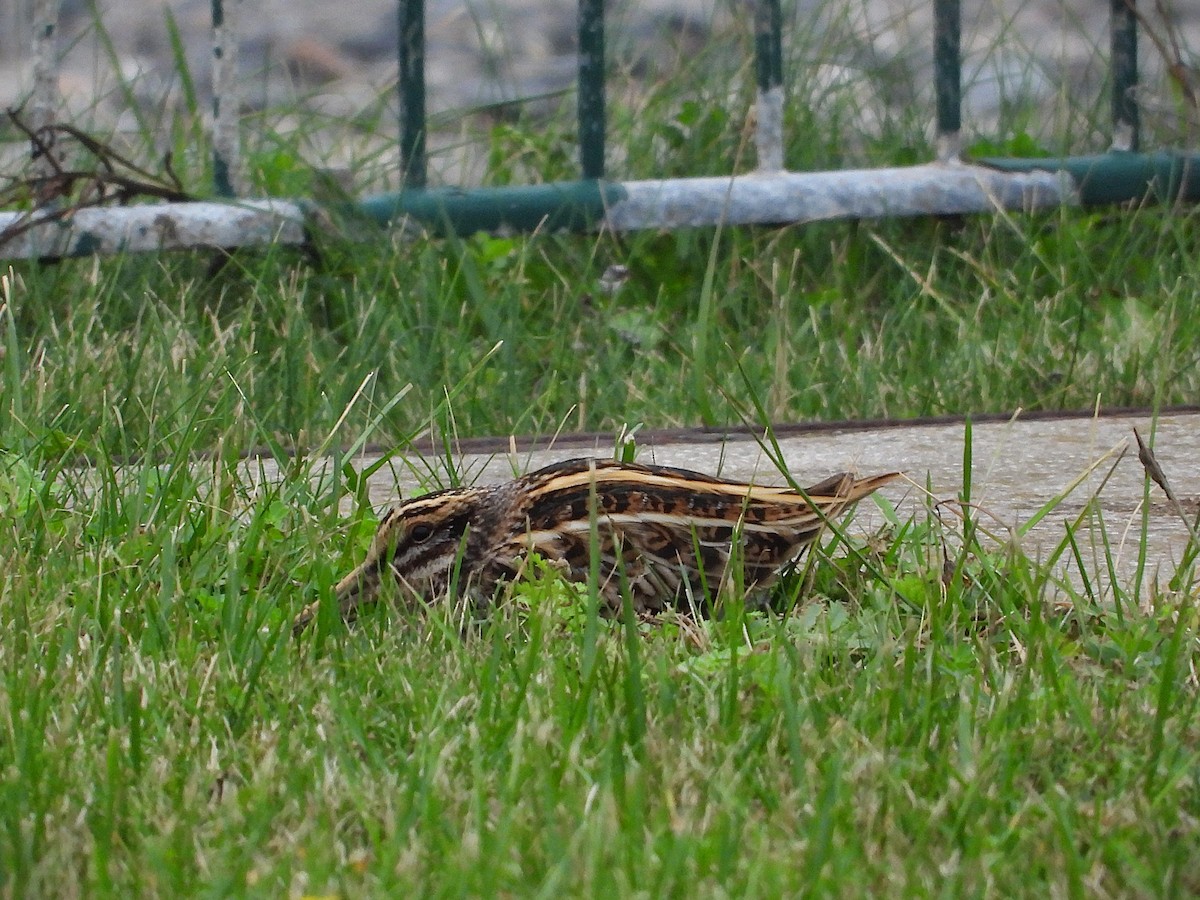 Jack Snipe - ML643230596
