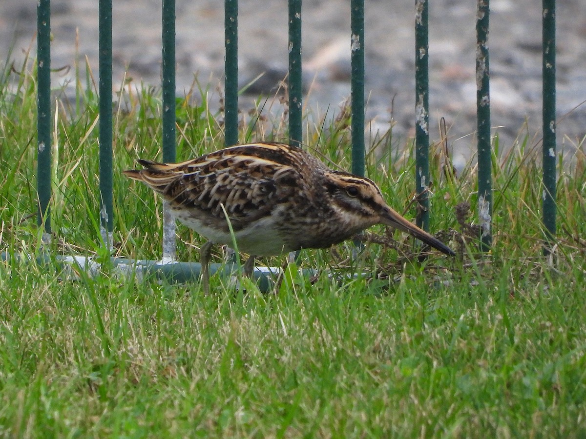 Jack Snipe - ML643230597